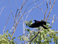 Red winged Blackbird 3090